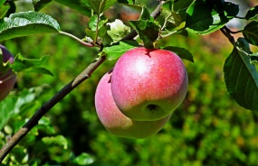 枝头成熟苹果图片